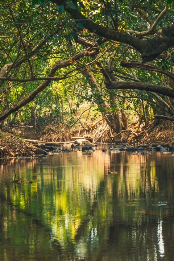 Tourist Places in wayanad_9