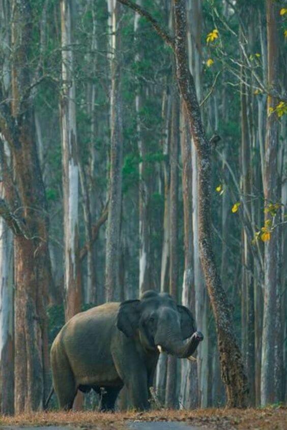 Tourist Places in wayanad_4