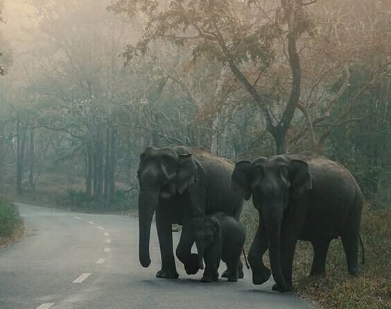 Tourist Places in wayanad_0